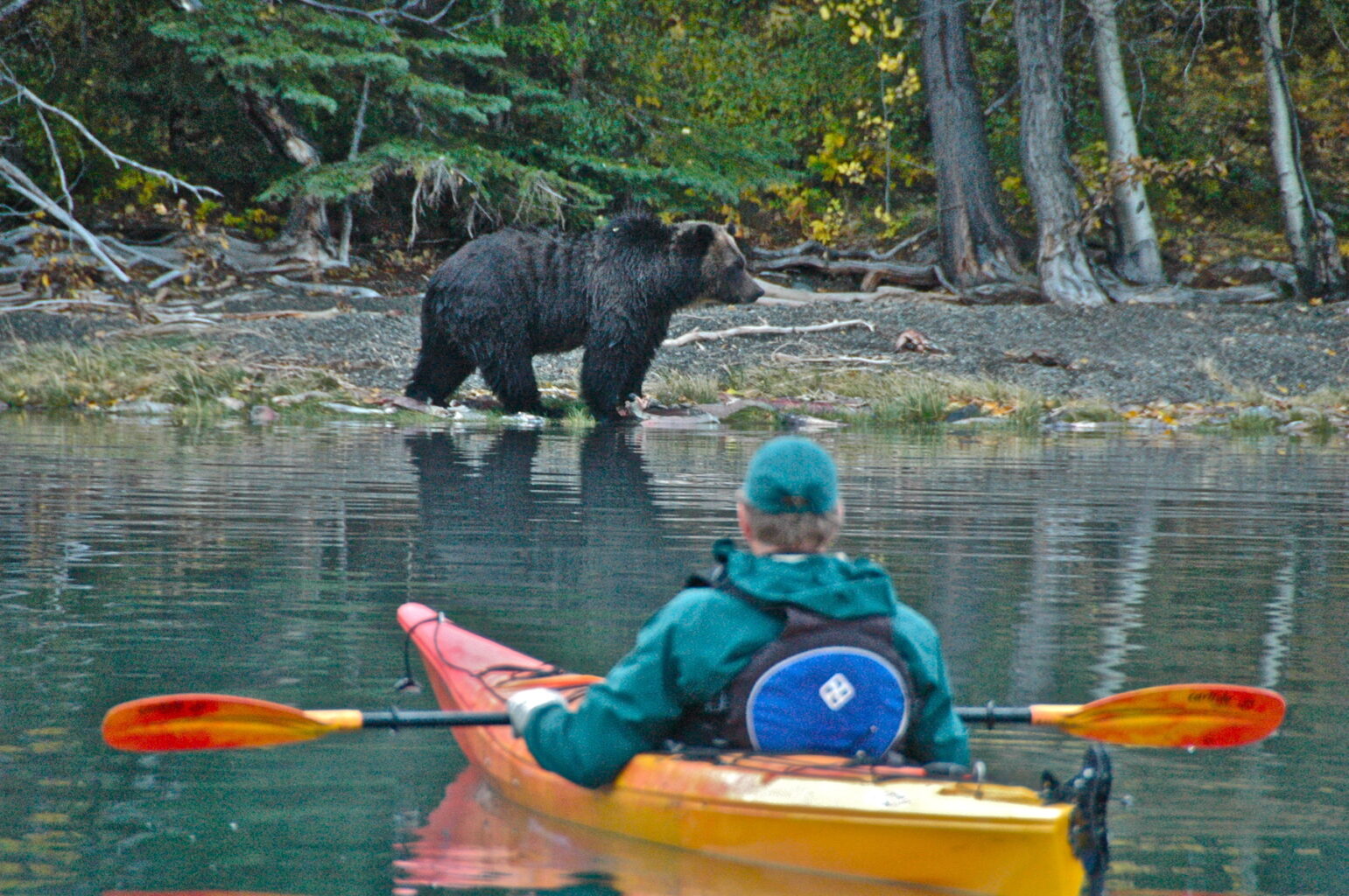 A man in a sea kayak floating on Chilko Lake watches a large grizzly bear on the short. 