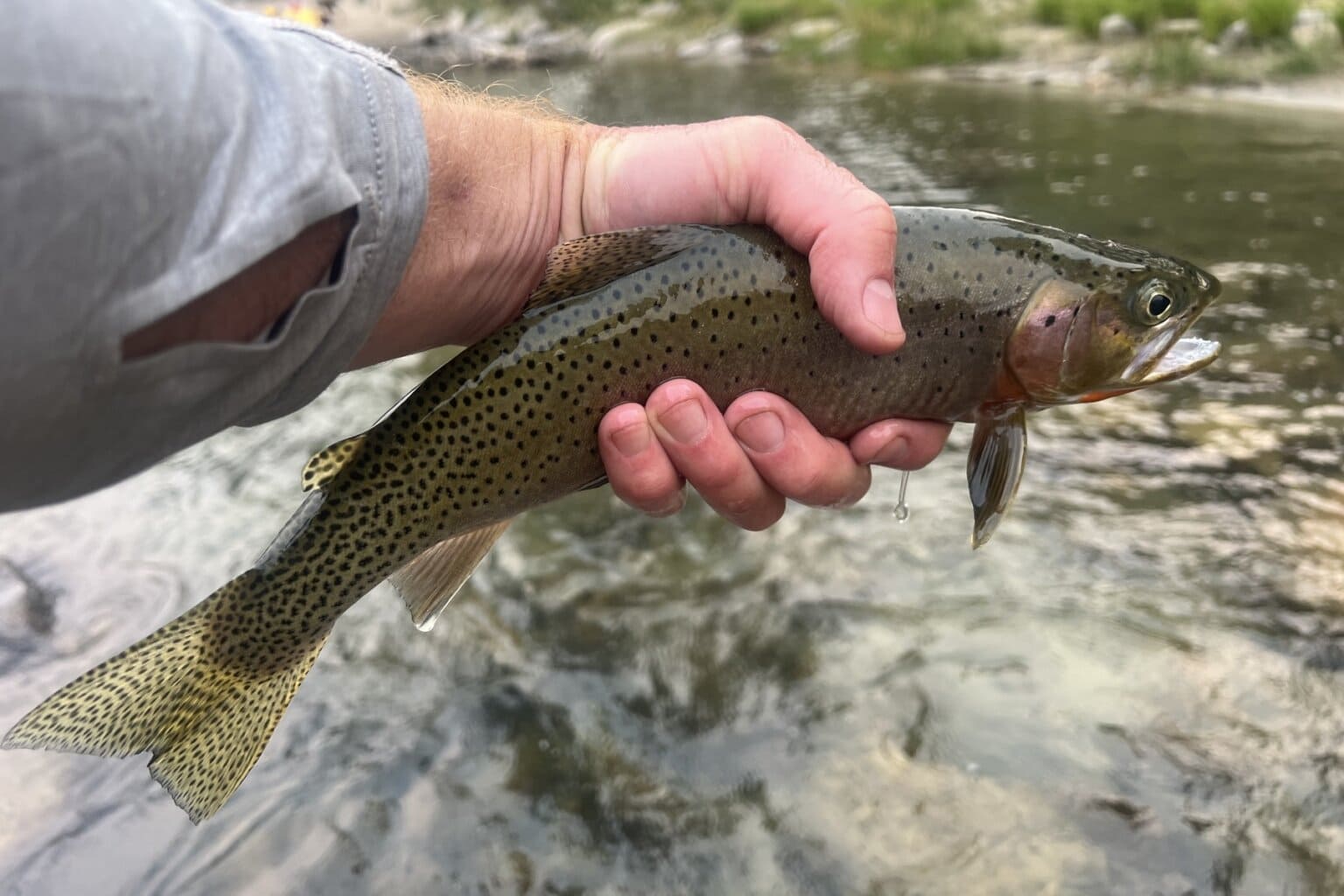 A cutthroat trout on Idaho's Middle Fork Salmon River