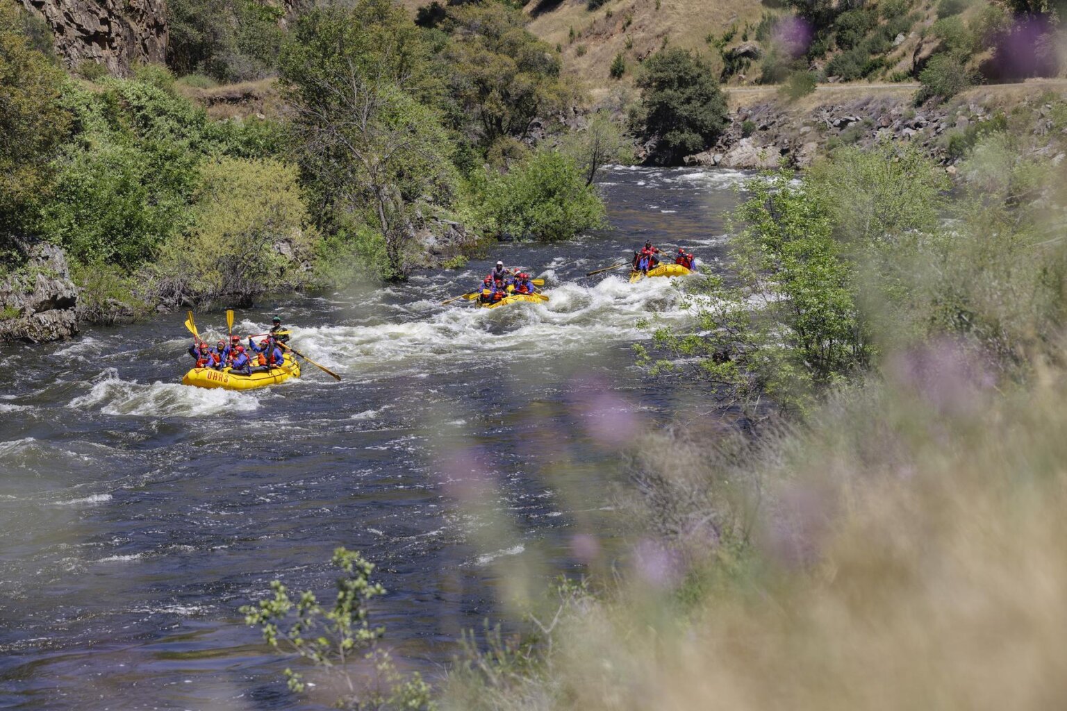 A group of rafts floats along the Merced River behind purple spring flowers during May, 2025.