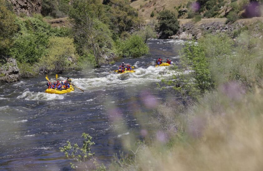A group of rafts floats along the Merced River behind purple spring flowers during May, 2025.