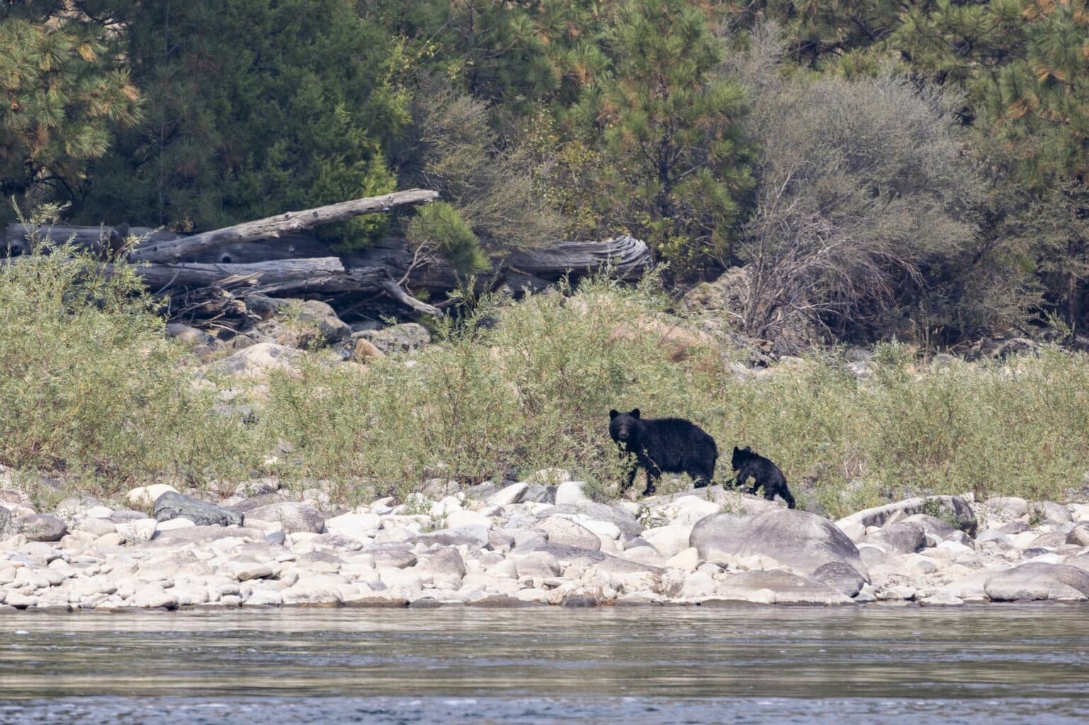 A black bear on the edge of the Middle Fork Salmon River in Idaho