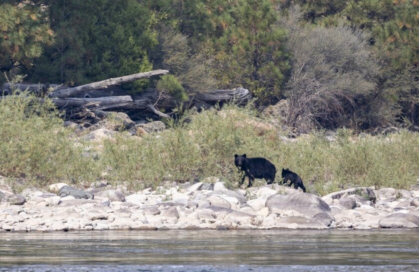 A black bear on the edge of the Middle Fork Salmon River in Idaho