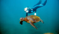A woman in a scuba suit and snorkeling mask swims under the ocean next to a sea turtle.