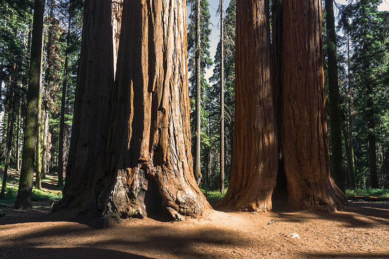 Giant Sequoia Grove