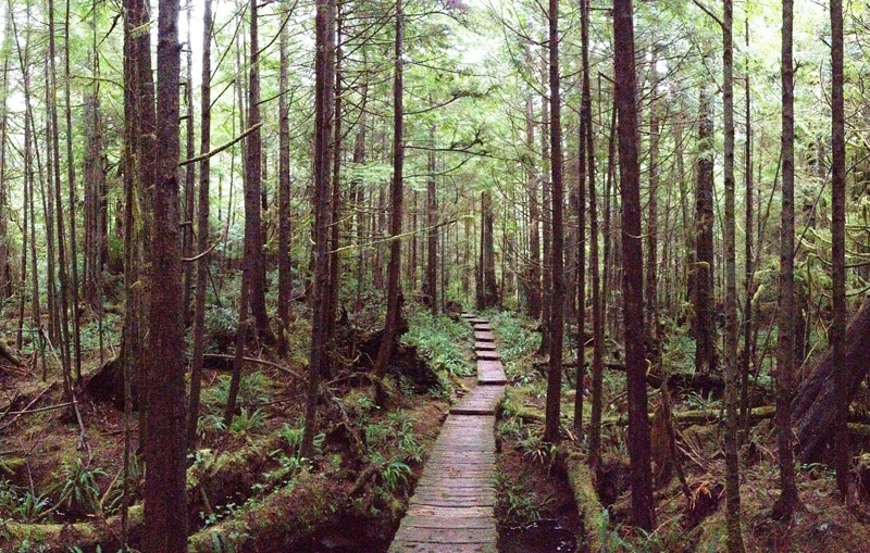 Capa Avala hike in Olympic Peninsula National Park features a boardwalk nestled among a mossy forest