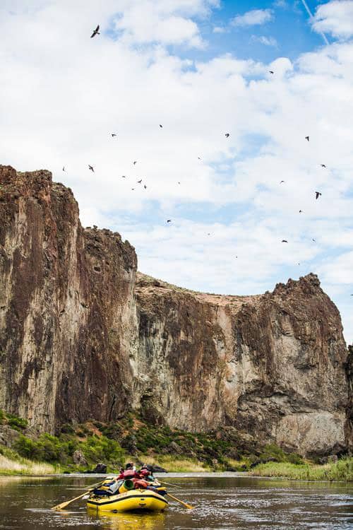 Bountiful birdlife on a Owyhee rafting trip