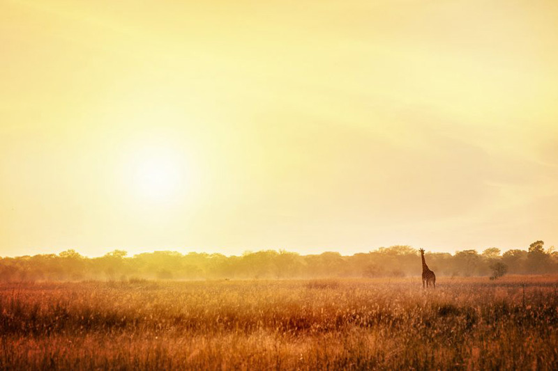 Best Books: Discover Zambia and Beyond