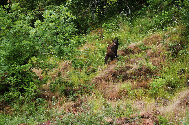 Traveling and Camping in Bear Country: Dos and Don'ts