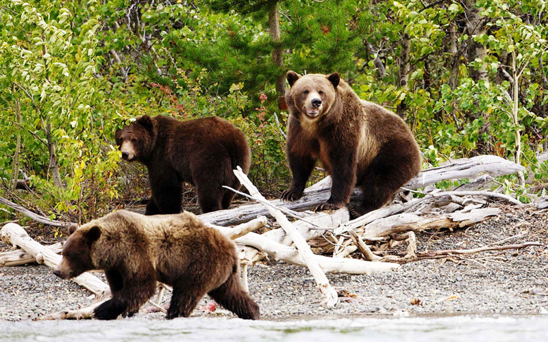 Tips for Camping in Bear Country: Dos and Don'ts