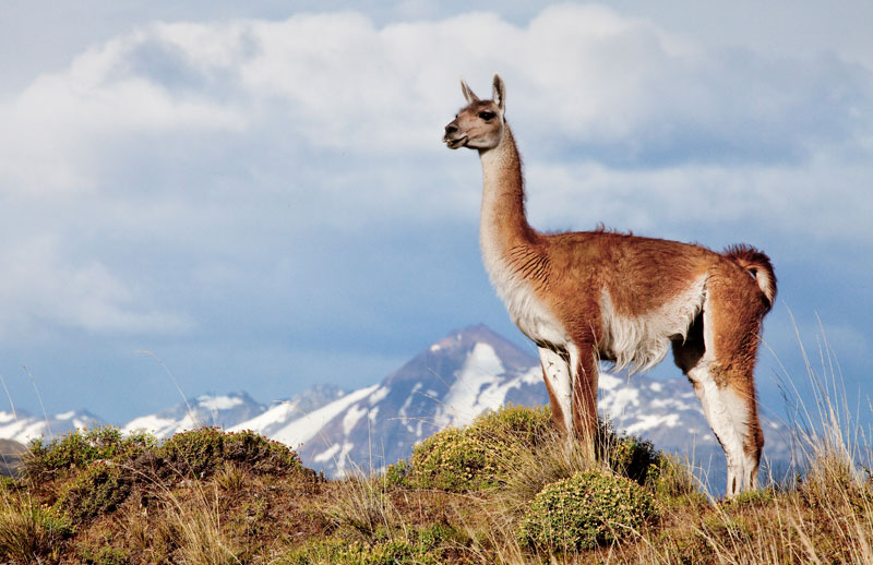 5 of the Best National Parks Along Chile’s Route of Parks