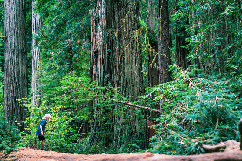 SA boy in Jebediah Smith Redwoods State Park, part of a San Francisco Road Trip to Southern Oregon and California's Scenic Highway One