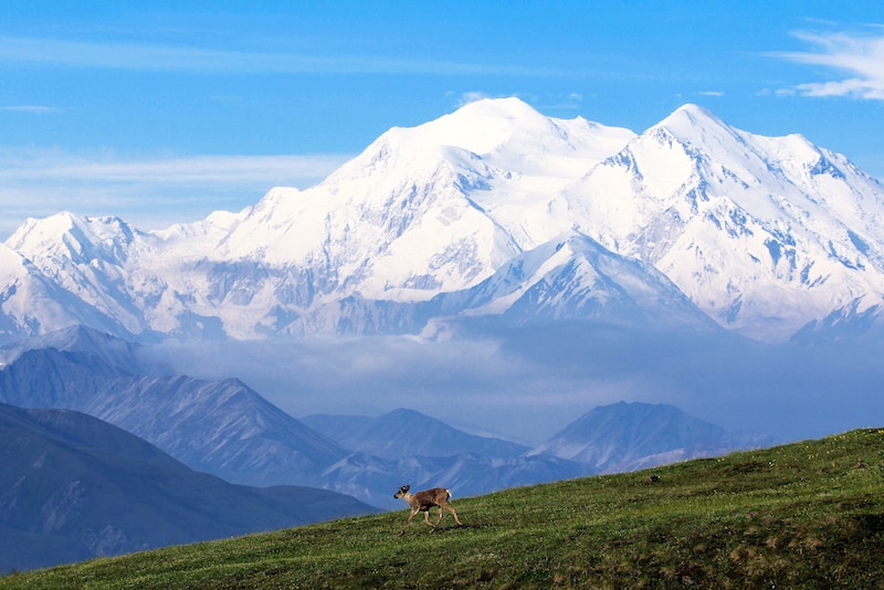 Denali with a caribou in the foreground