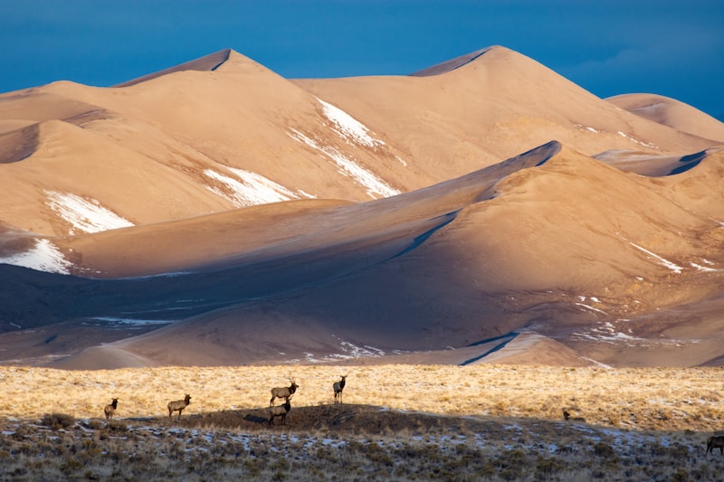 Star Dune with elk in the foreground