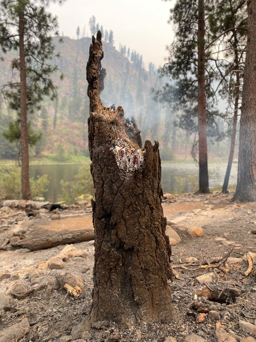Smoldering tree after the Dixie-Jumbo Fires