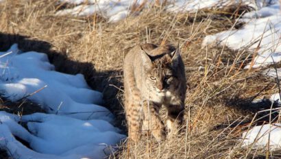 A bobcat prowls in Yosemite in the spring