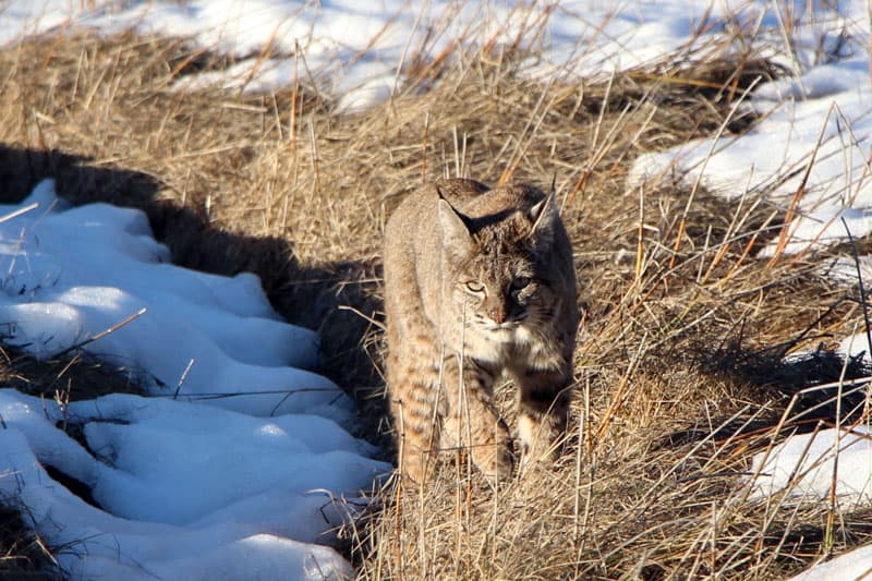 A bobcat strolls through dead grass surrounded by patches of snow at Yosemite in spring