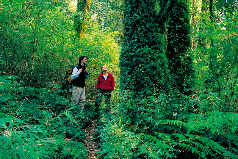 Alerce Andino National Park