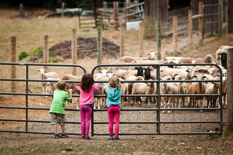 Three small children outside of a sheep pen at Leaping Lamp Farm, a family vacation destination in the Pacific Northwest 