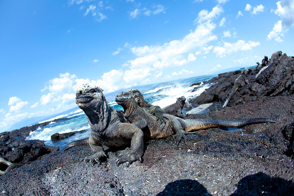 11 Amazing Creatures You’ll Meet in the Galapagos