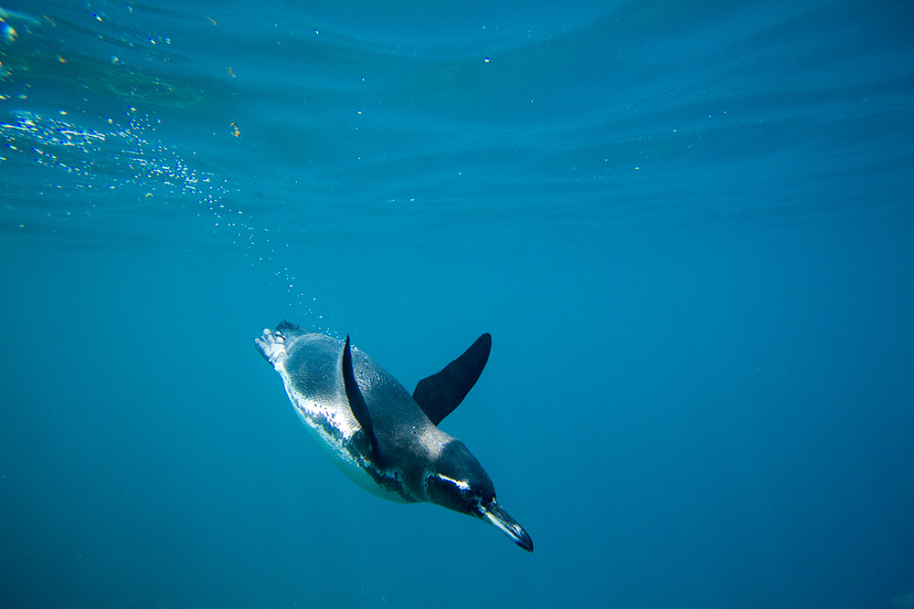 11 Amazing Creatures You’ll Meet in the Galapagos