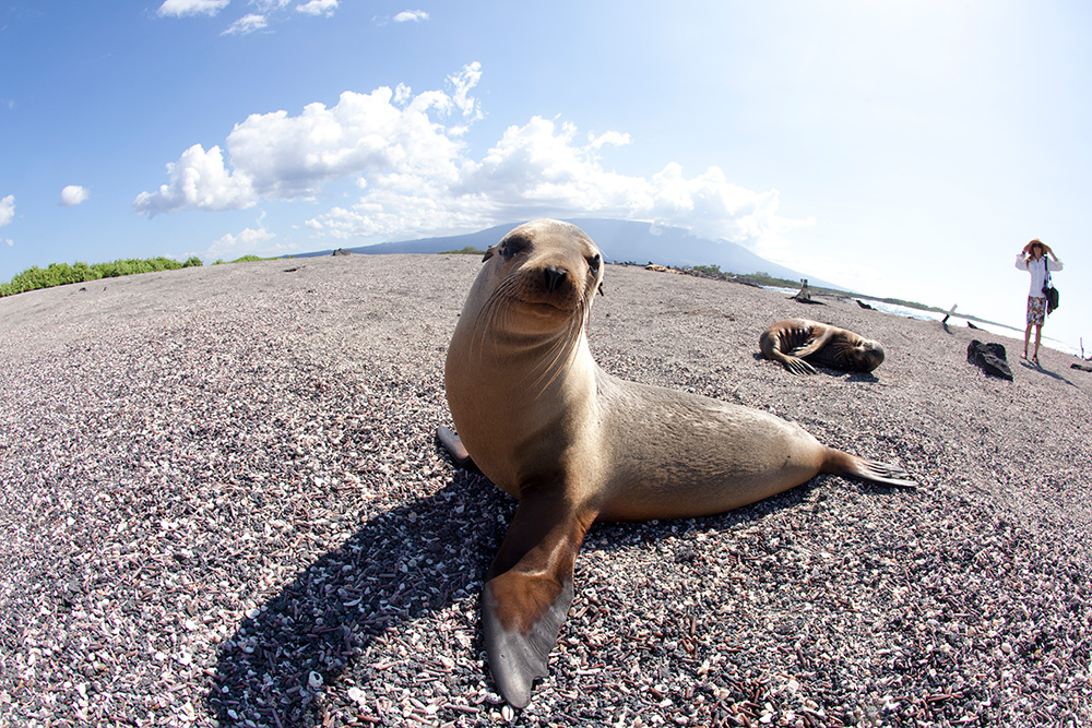 11 Amazing Creatures You’ll Meet in the Galapagos