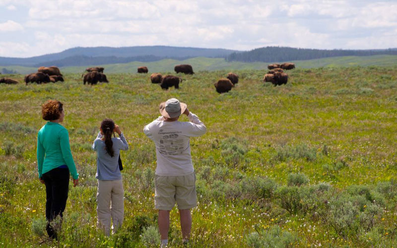 Lamar Valley Wildlife Viewing Yellowstone National Park itinerary