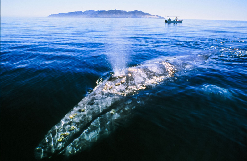 What to Do in Baja California | Whale Watching in Magdalena Bay