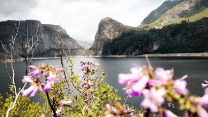 Wildflowers blooming at Hetch Hetchy Reservoir in Yosemite National Park