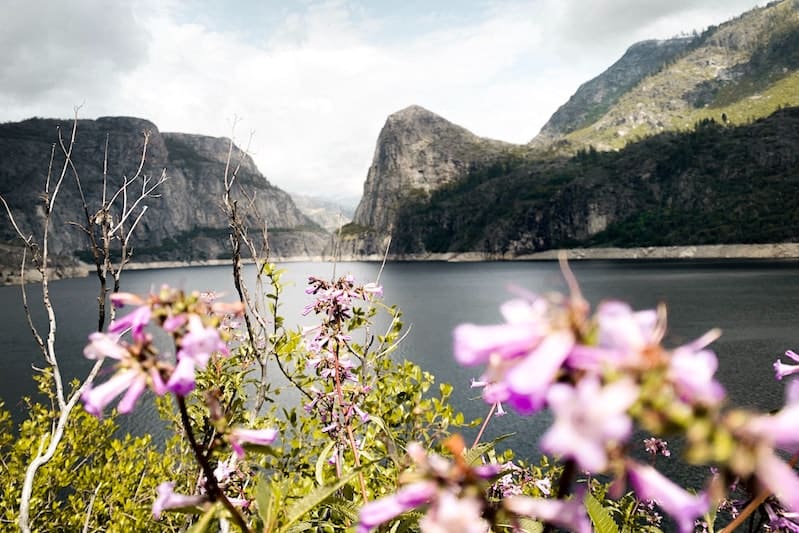 Pink wildflowers in the foreground with Yosemite's Hetch Hetchy Reservoir in the background surrounded by granite walls