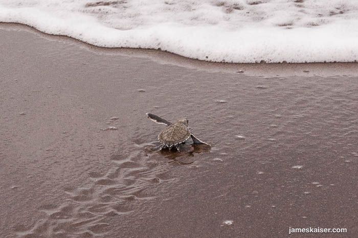 Watching Sea Turtles Nest at Tortuguero