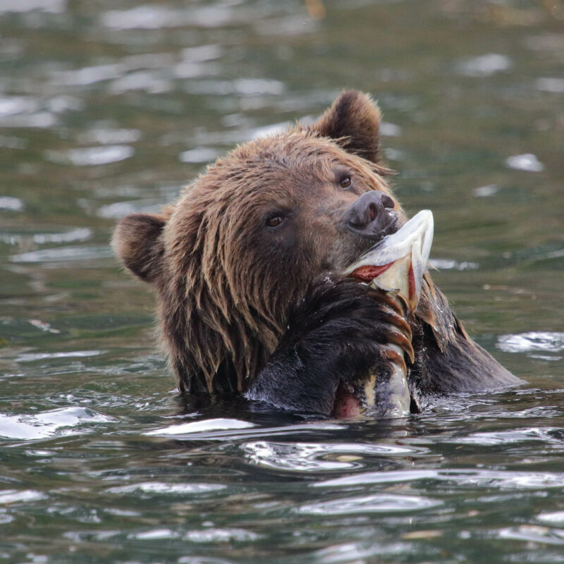 Bear eating a salmon on the Nature Wildlife OARS trip.