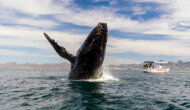 A massive Pacific grey whale breaching as a motorized boat full of people a distance away watches.