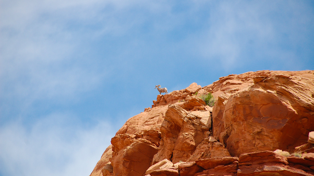 A ram stands at the edge of a sandstone cliff 