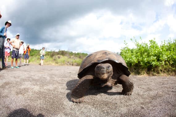 Tortoise in the Galapagos Islands.
