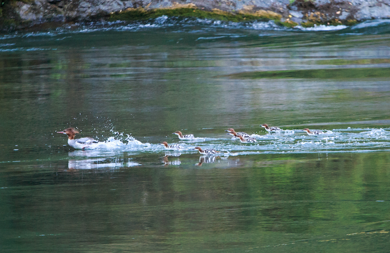 A family of mergansers on the Rogue River