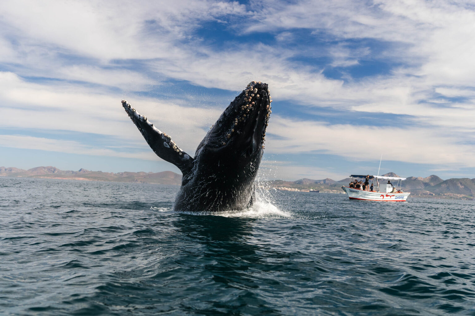 Whale watching in Baja California, Mexico.