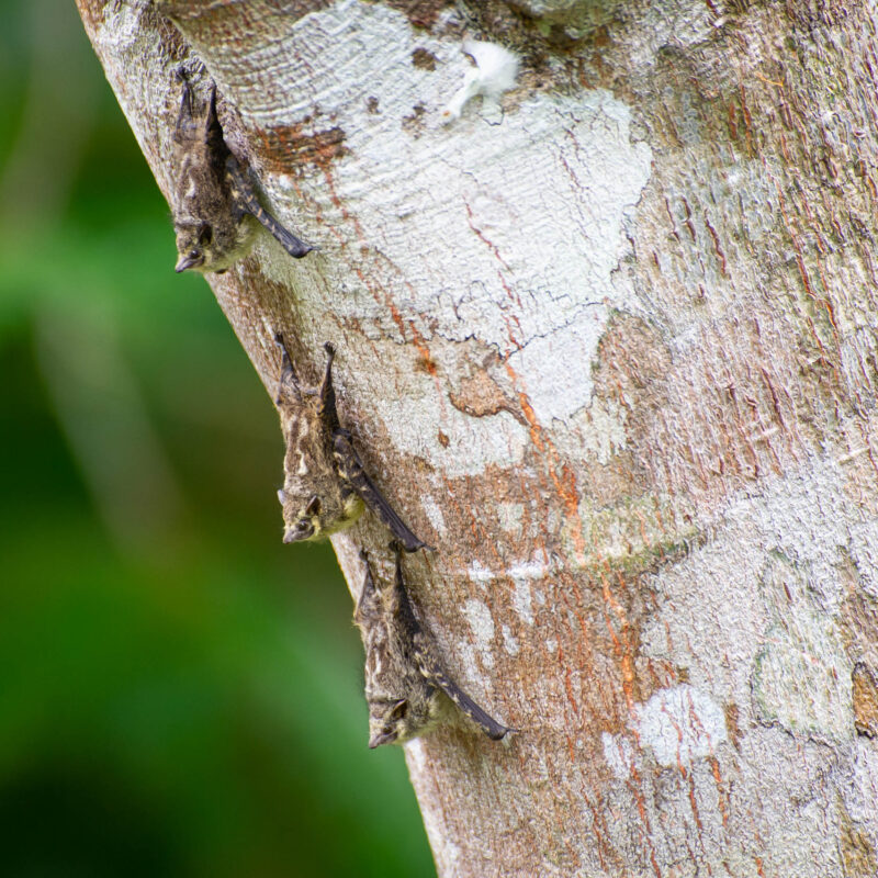 Bats on a tree in Costa Rica.
