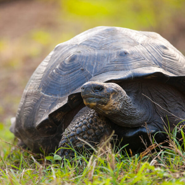 Giant galapagos turtle nestled in the grass