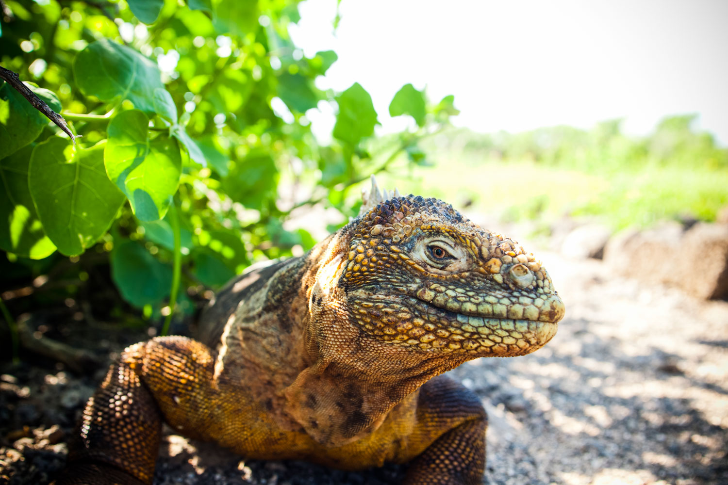 11 Amazing Creatures You’ll Meet in the Galapagos