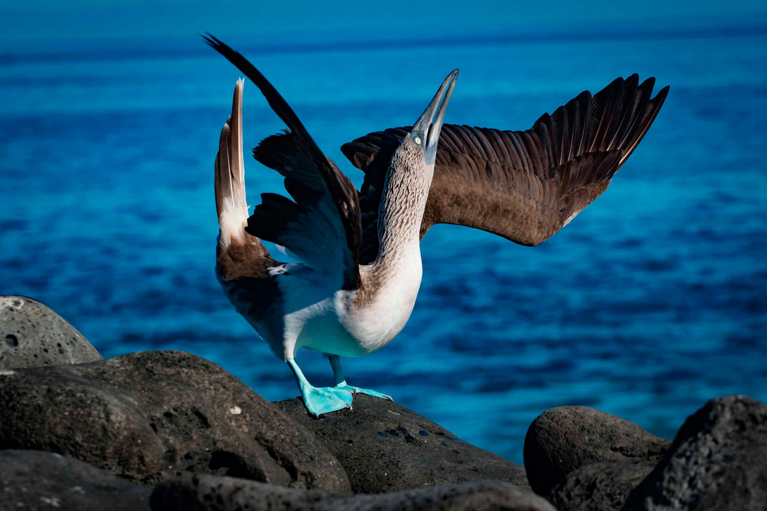 11 Amazing Creatures You’ll Meet in the Galapagos