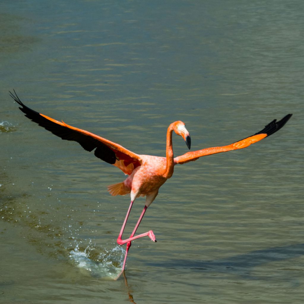 11 Amazing Creatures You’ll Meet in the Galapagos