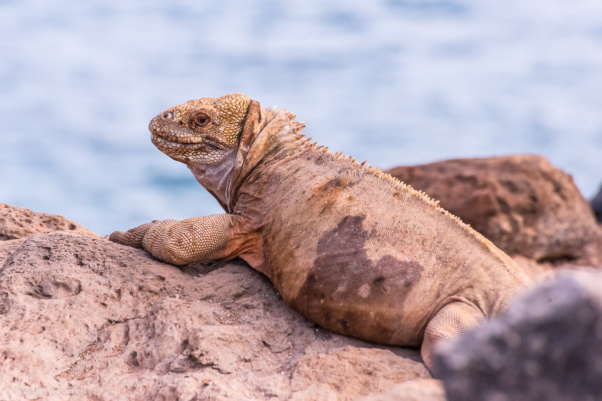 Galapagos | Santa Fe | Photo: James Kaiser