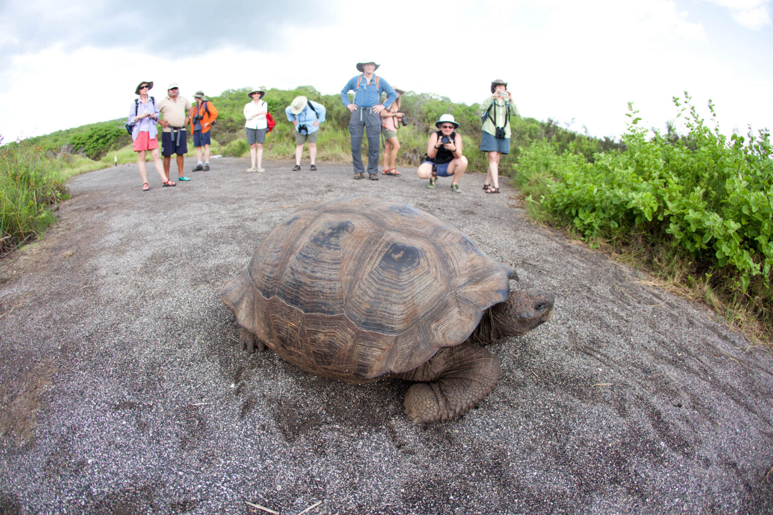 Tortoise in the Galapagos.