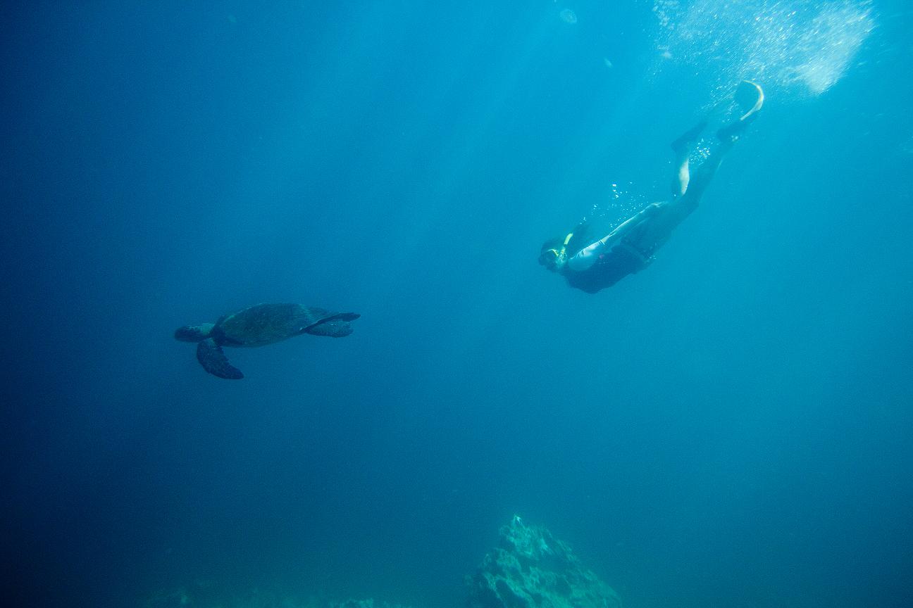 11 Amazing Creatures You’ll Meet in the Galapagos