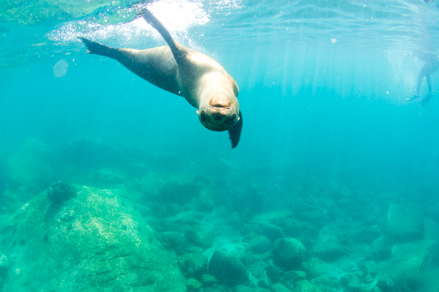 Experience the Real Baja | Swimming with sea lions at Los Isolotes