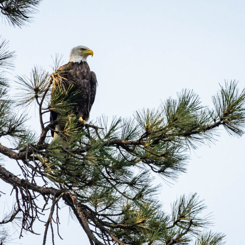 A bald eagle perched on a branch.
