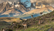 Guanacos graze in Torre del Paine, Patagonia.