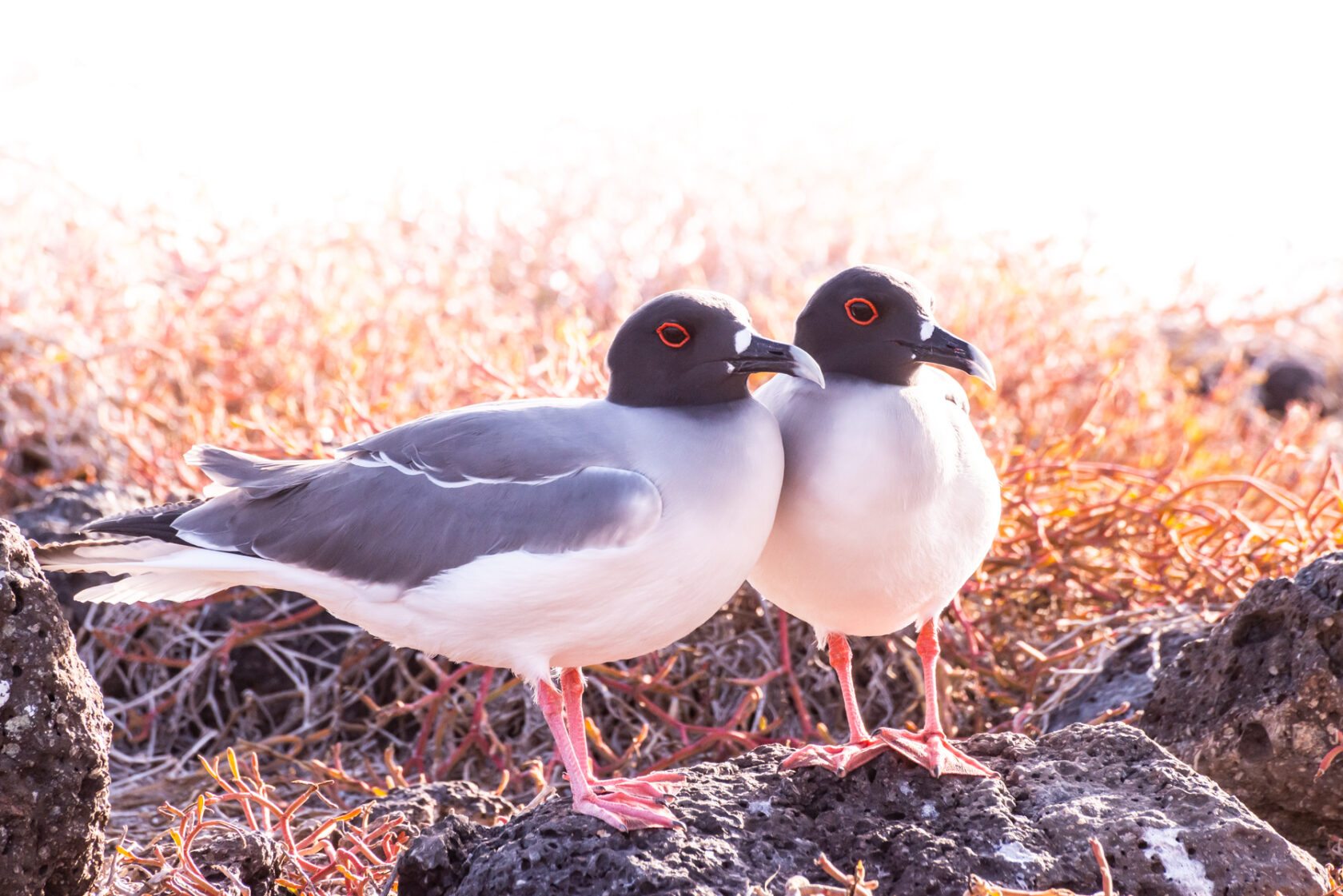 A pair of gulls in the Galapagos