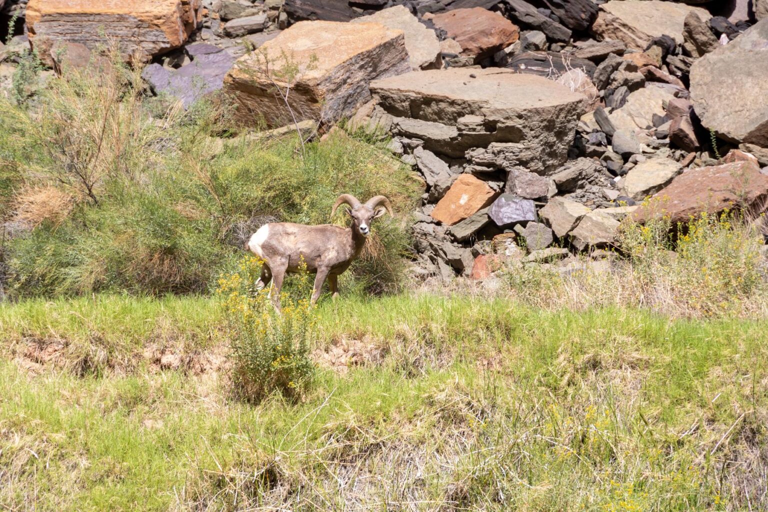 A single bighorn sheep grazes in a patch of shrubbery in Grand Canyon.