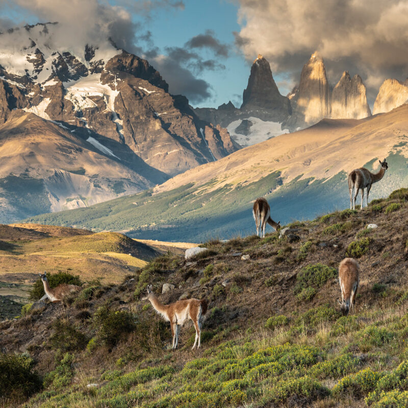 Guanacos in Torre del Paine